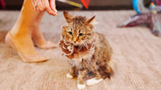 cat treats